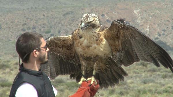 ​Liberaci&oacute;n de un &aacute;guila mora en el Parque Nacional Nahuel Huapi