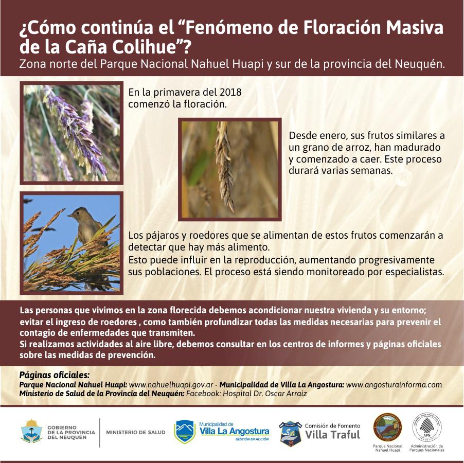 Avances del Fen&oacute;meno de Floraci&oacute;n Masiva de la Ca&ntilde;a Colihue