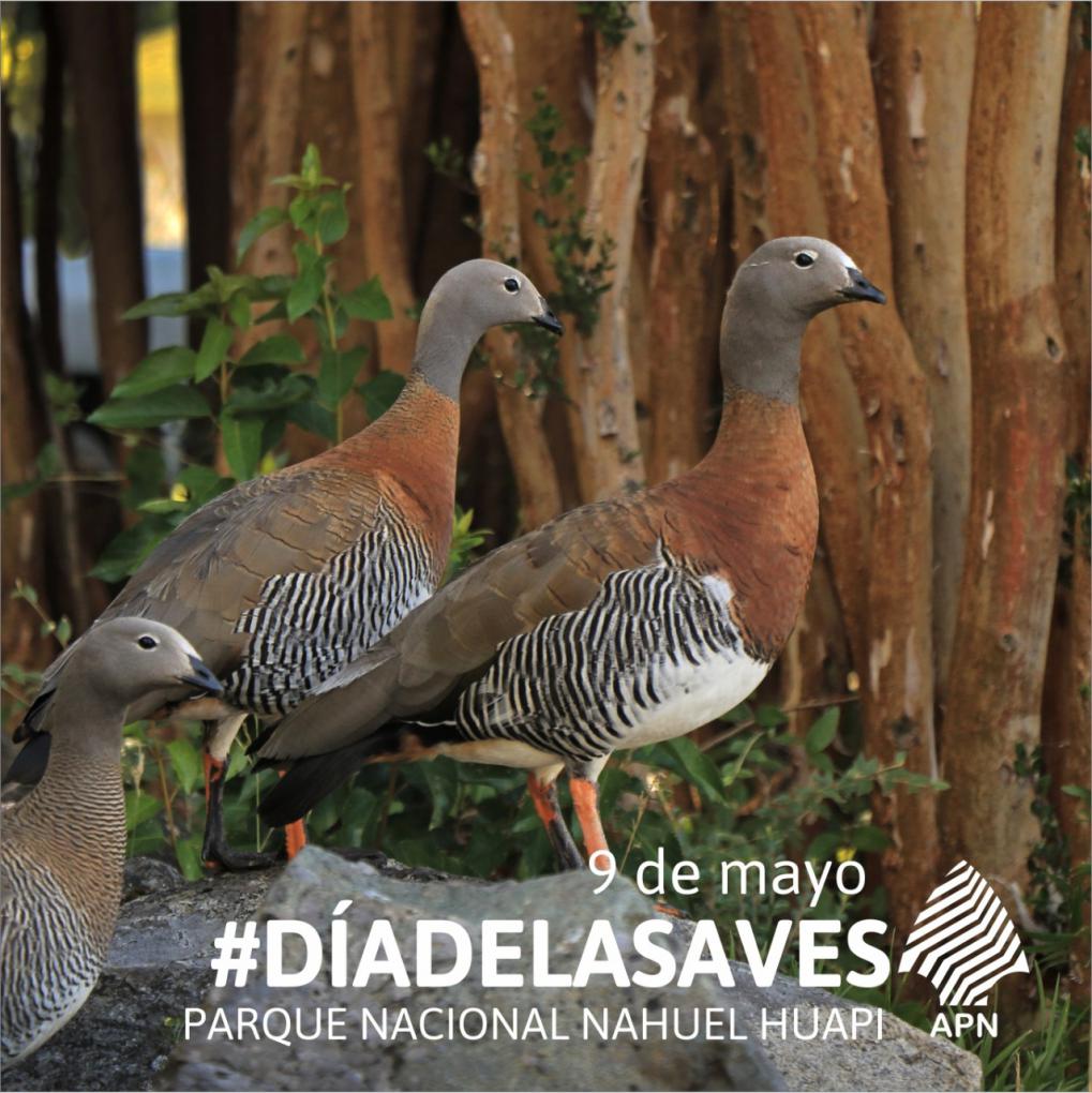 9 de mayo  D&iacute;a internacional de las aves