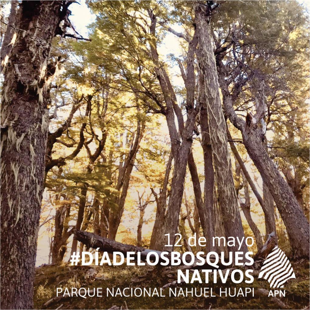 12 de mayo  D&iacute;a de los bosques nativos