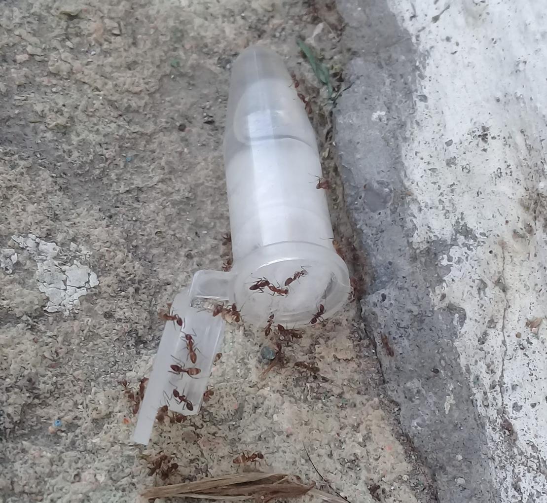 Buscan frenar avance de hormiga invasora en Bariloche