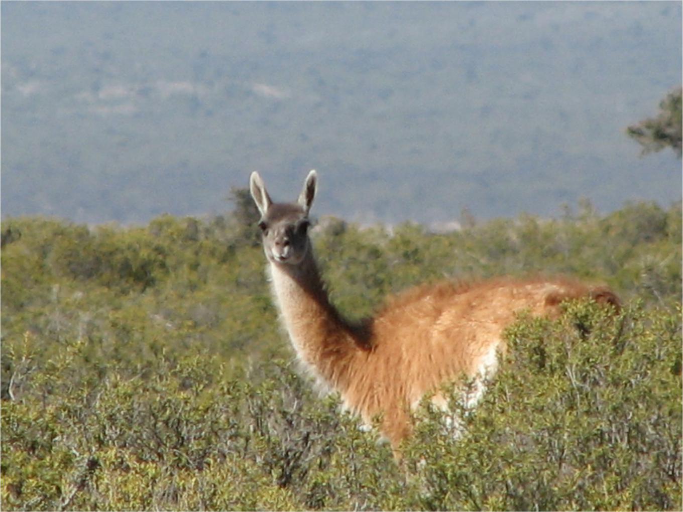 Caza furtiva de guanacos en el Parque Nacional Nahuel Huapi