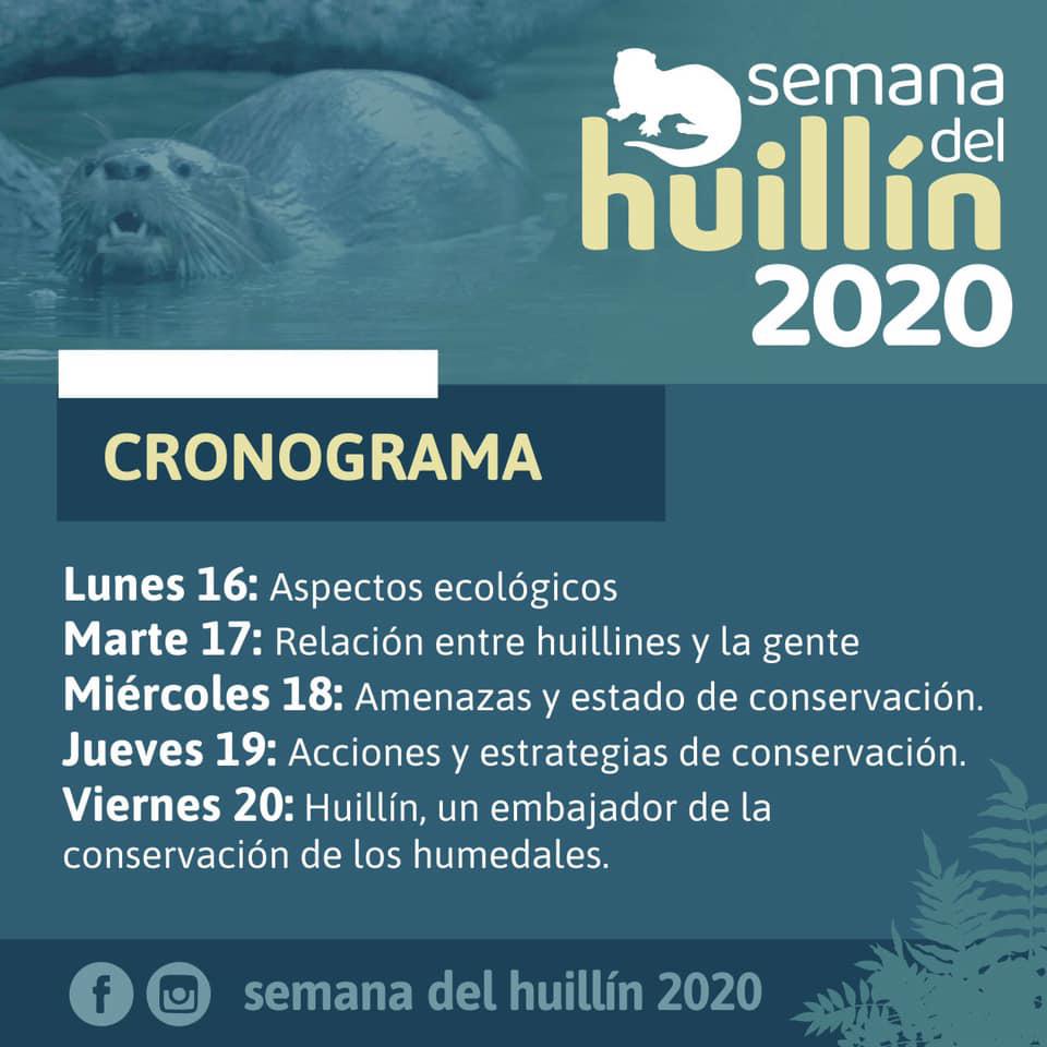 Empieza la Semana del Huill&iacute;n 2020