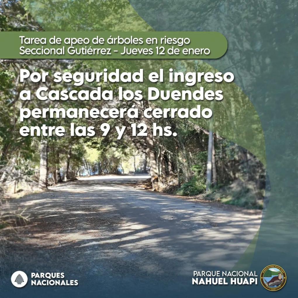 ‼️Tareas de apeo de &aacute;rboles en riesgo en la Seccional Guti&eacute;rrez*