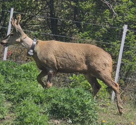  Monitoreo y custodia del huemul Newenche en la zona norte del Parque Nacional Nahuel Huapi