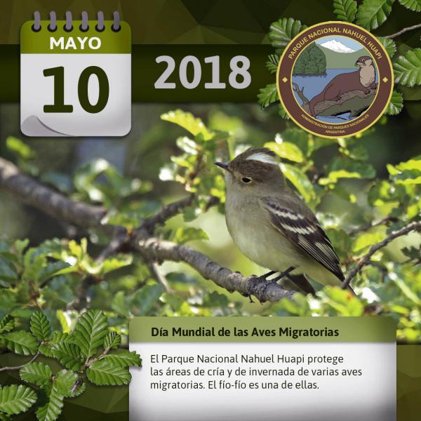 10 de Mayo: Día Mundial de las Aves Migratorias