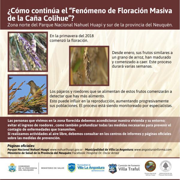 Avances del Fen&oacute;meno de Floraci&oacute;n Masiva de la Ca&ntilde;a Colihue