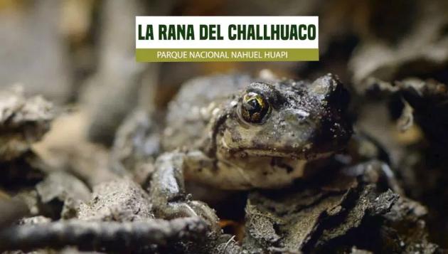 Novedoso material audiovisual educativo: LA RANA DEL CHALLHUACO