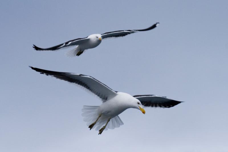 Botulismo en aves acu&aacute;ticas