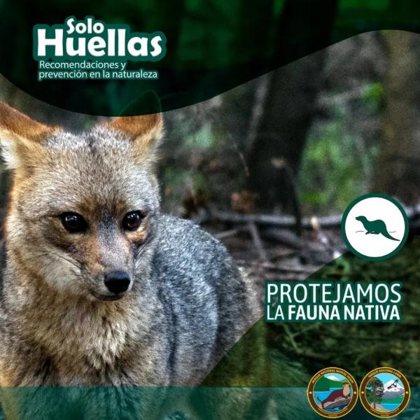 🦦 Solo Huellas. Protegiendo a la fauna nativa: Cuidados y prevenci&oacute;n.