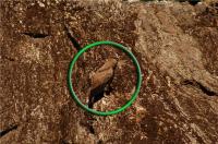 Avistaje y monitoreo de pich&oacute;n de C&oacute;ndor en la Zona de Puerto Blest