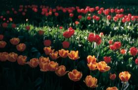 Nos renovamos con la primavera