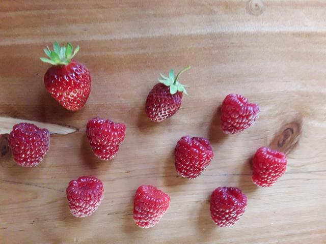 Camping Casa de Campo en la Montaña El Bolson