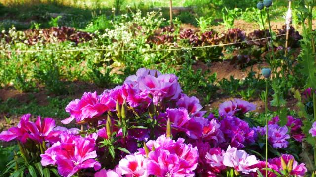 Camping Casa de Campo en la Montaña El Bolson