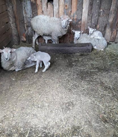 Camping Casa de Campo en la Montaña El Bolson
