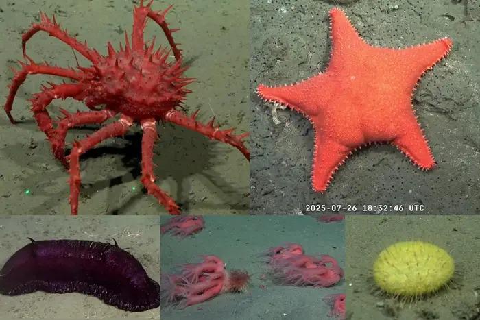 Exploraci&oacute;n submarina del CONICET