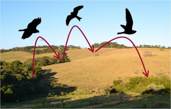 Seminario Ecotono La estructura del paisaje y el servicio de dispersion de semillas por aves en el Bosque Atl&aacute;ntico de Brasil