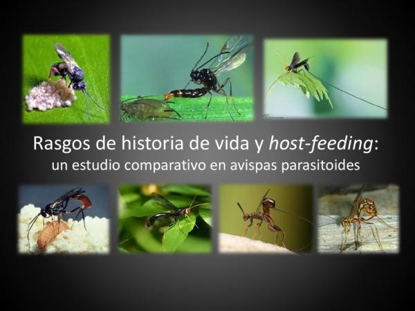 Seminario Ecotono: Estudio comparativo en avispas parasitoides  Viernes 9  14:30