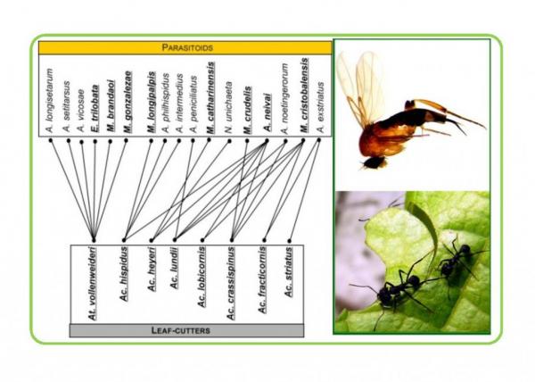 Seminario Ecotono Papel de la inmunidad del hospedador en las interacciones entre las hormigas cortadoras de hojas y sus parasitoides