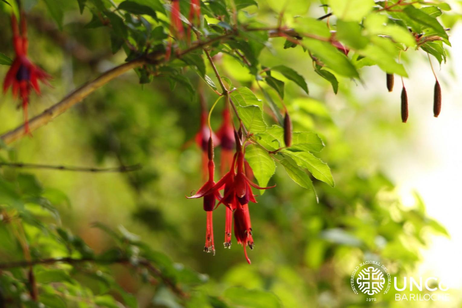 Seminario Ecotono &iquest;Podemos predecir el valor nutricional de las plantas?