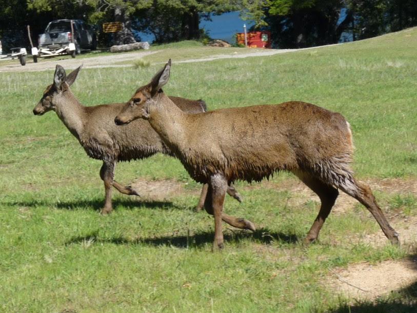 Viernes 14 - Seminario Ecotono: Concepto de Una salud: interfaz entre animales, humanos y medio ambiente