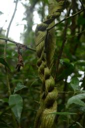 Seminario: Las variantes cambiales a través del tiempo. ¿Por qué hoy se encuentran casi exclusivamente en lianas?