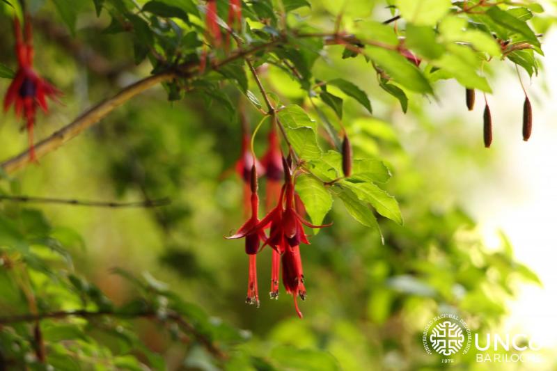 Seminario Ecotono &iquest;Podemos predecir el valor nutricional de las plantas?