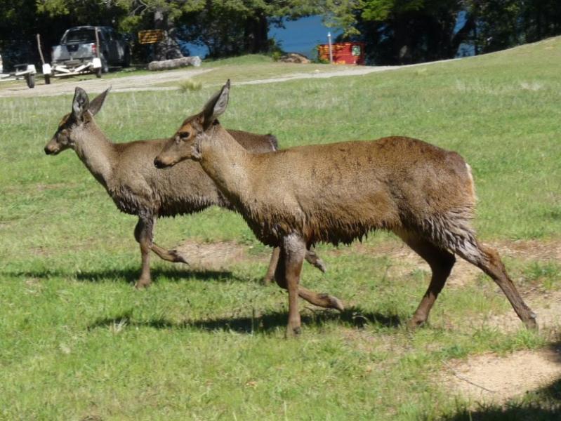 Viernes 14 - Seminario Ecotono: Concepto de Una salud: interfaz entre animales, humanos y medio ambiente