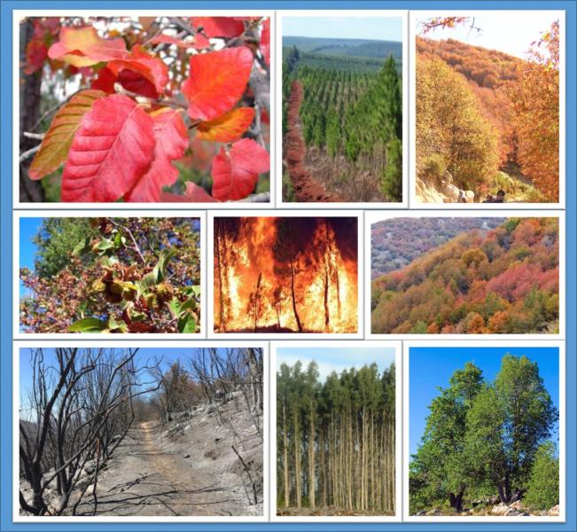 Seminario Ecotono: Historia evolutiva y diversidad gen&eacute;tica del Nothofagus m&aacute;s septentrional de Sudam&eacute;rica