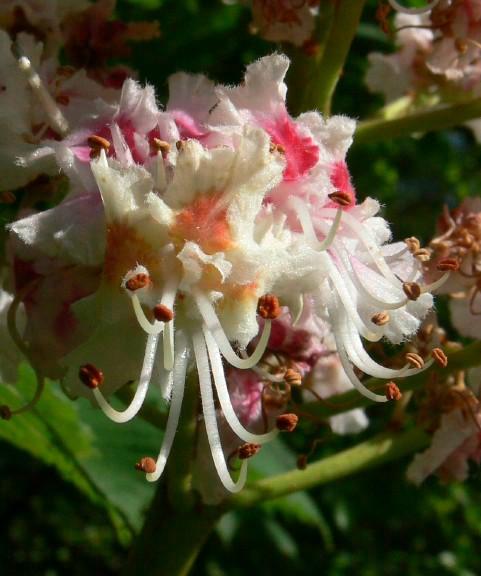 CHESTNUT BUD ( brote de casta&ntilde;o ) para quien tiene  Falta de inter&eacute;s por las actuales  circunstancias 