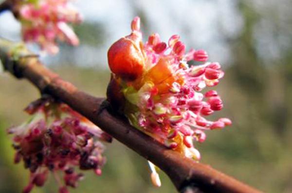 ELM  (OLMO)            Del grupo  para el abatimiento o la desesperaci&oacute;n
