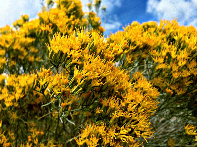 Sagebrush para liberar los aspectos de la personalidad o del entorno que no funcionen bien