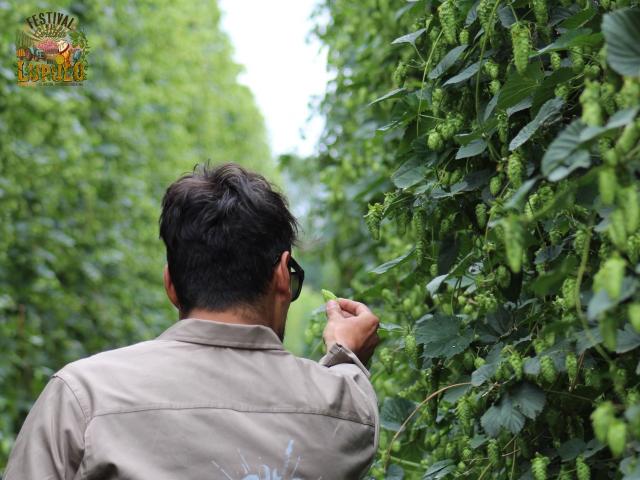 Festival de la Cosecha del Lúpulo