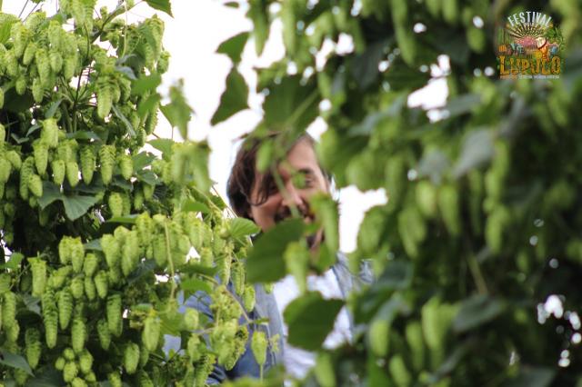 Festival de la Cosecha del Lúpulo