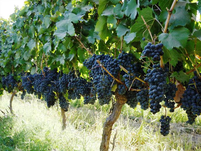 Entre Vi&ntilde;edos Grand Tour - Tour de vinos por bodegas de Rio Negro