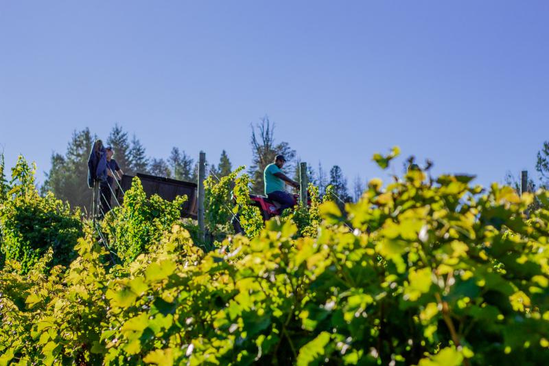 Descubr&iacute; el tour ENTRE VI&Ntilde;EDOS - Tour de vinos por bodegas de El Bolson y Lago Puelo