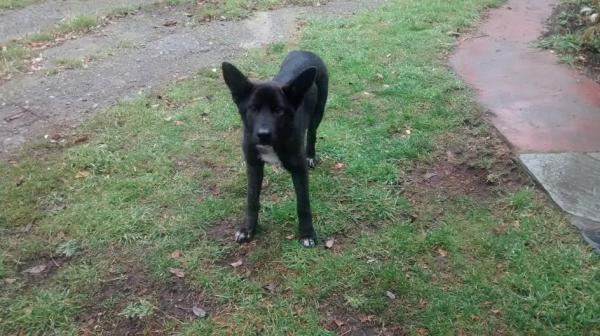 EL NEGRITO BUSCA HOGAR  