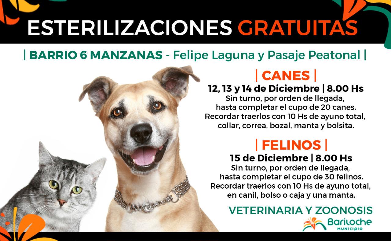 Recuerdan campa&ntilde;a de esterilizaci&oacute;n gratuita canina y felina