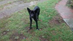 EL NEGRITO BUSCA HOGAR