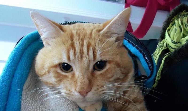 Castración gratuita de mascotas en los barrios Lera y 2 de Abril