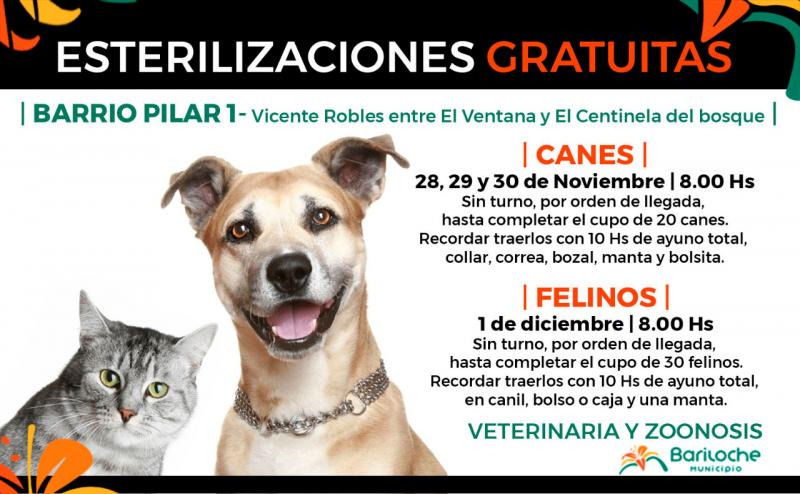Recuerdan campaña de esterilización canina y felina gratuita en barrio Pilar I