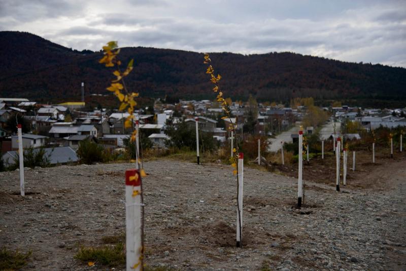 Plantaron árboles en el barrio Omega en una jornada comunitaria