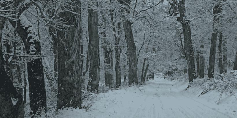 Estado de caminos y sendas en el parque