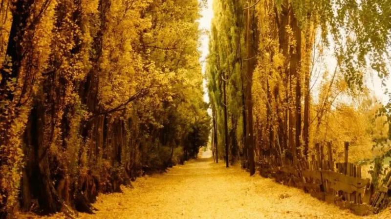 La oferta tur&iacute;stica de Dina Huapi para este oto&ntilde;o: color, naturaleza y tranquilidad