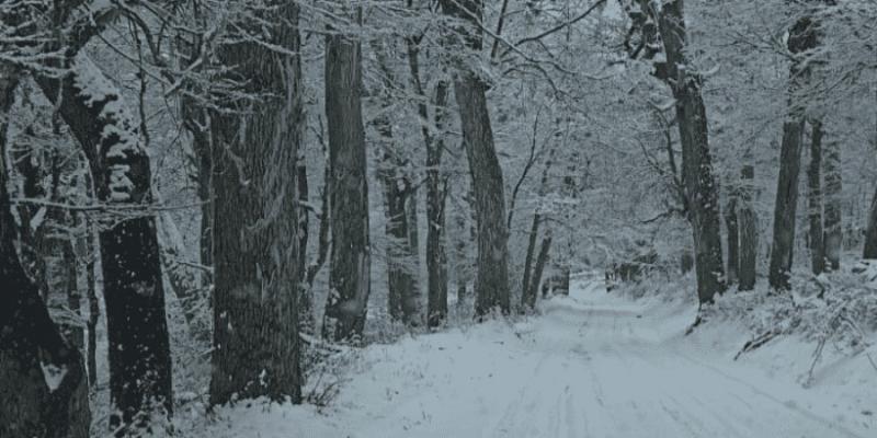 Estado de caminos y sendas en el parque
