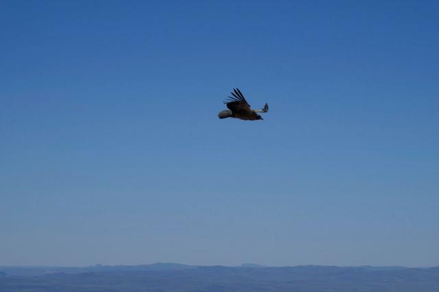 Los cóndores acompañan el trayecto de los caminantes