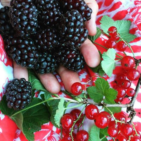 Frutos de Nuestros Cultivos Orgánicos