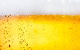 Beer Art busca bandas para evento.