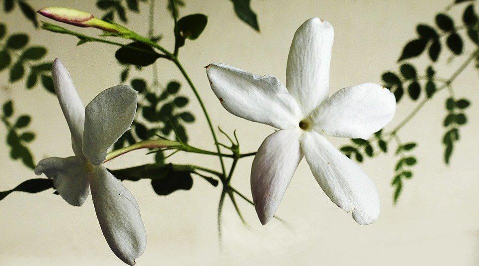 Oler Jazm&iacute;n es tan efectivo como el valium para reducir el estr&eacute;s y la ansiedad