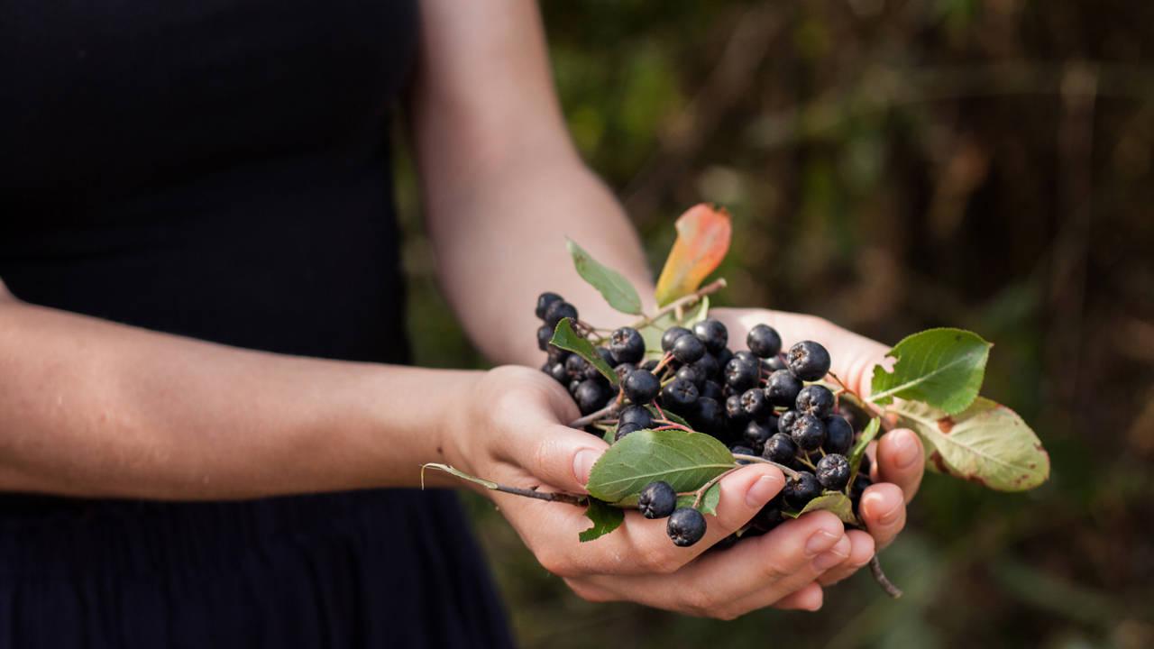 Esta planta ayuda a los atletas a recuperarse despu&eacute;s de un gran esfuerzo